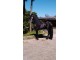 Cavalo friesian - Rental hobby